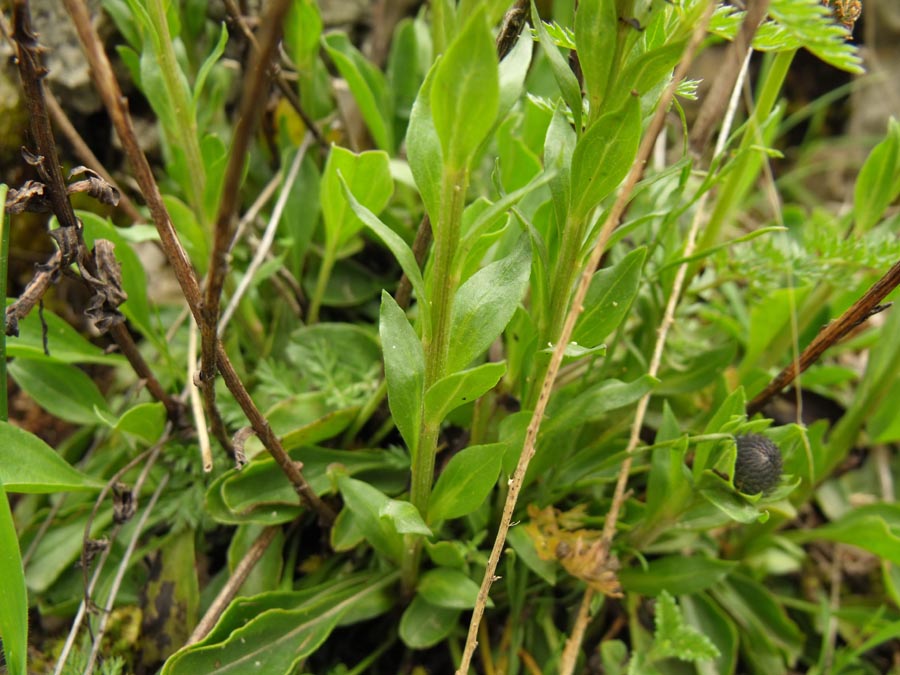 Globularia ciociara da id - Globularia bisnagarica